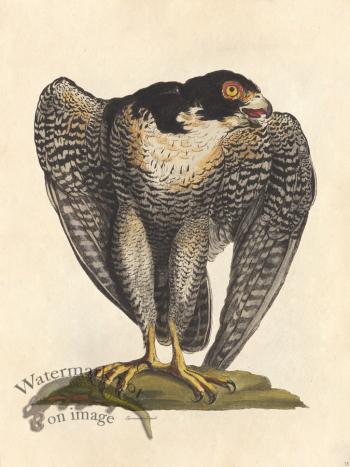 Sparrowhawk Male - Tribute Bd 75 M